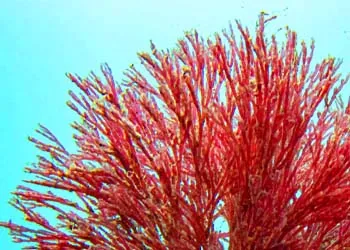 Haematococcus (Astaxanthine)